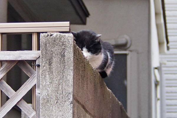 スズ　目を閉じて塀の上