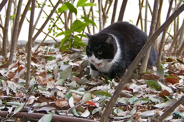 ポチ　ミクの方見てあぐあぐ