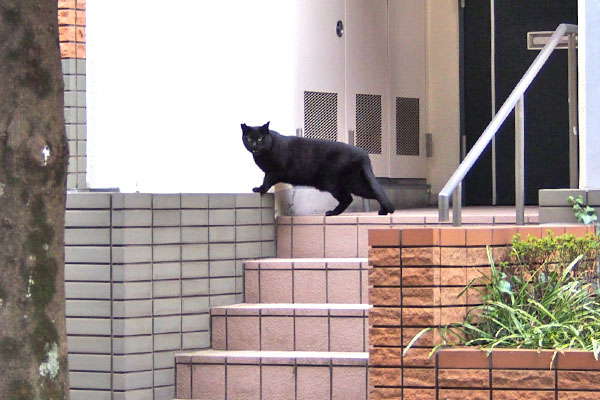 黒猫ボーイ　みっけ