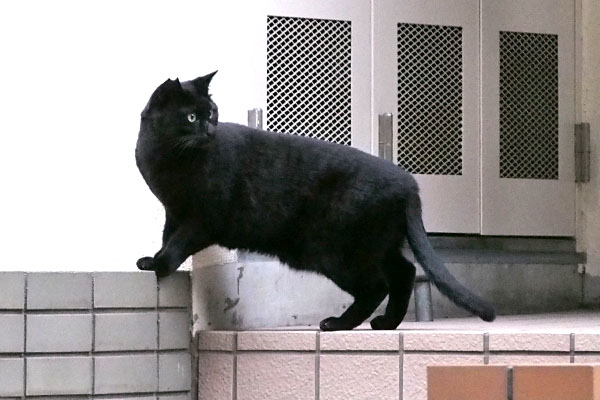 振り返る　黒猫ボーイ