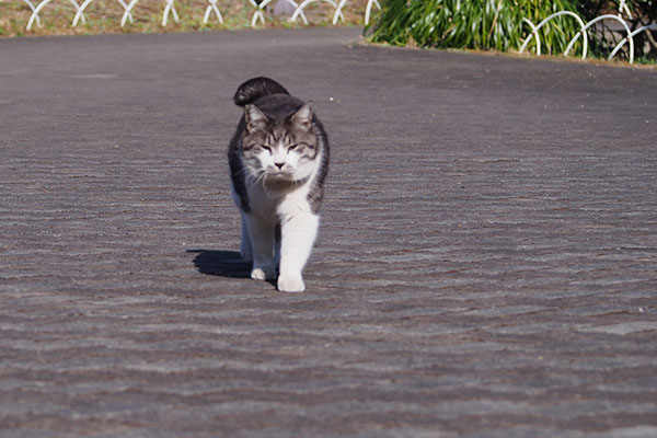 タンタル　ついて来る３