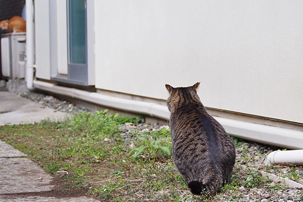 シマヲ　見てる