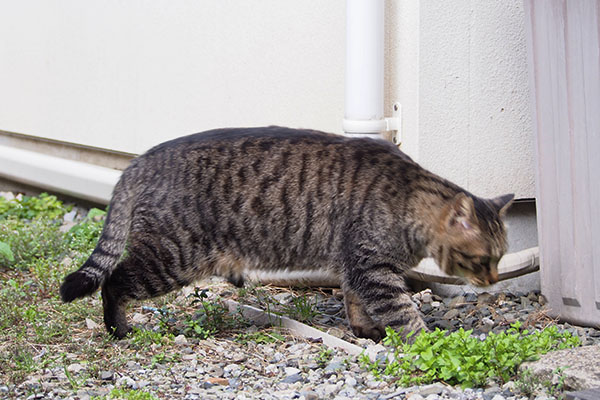 分かりましたよ　シマヲ