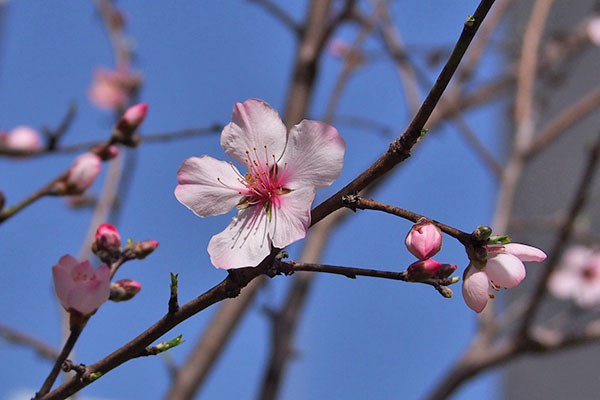 桜　青空