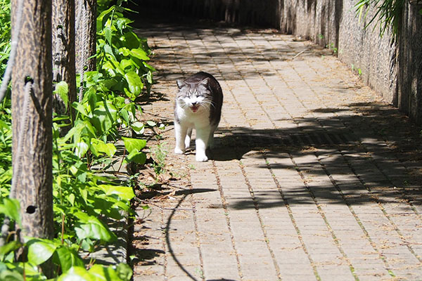 タンタル　来る