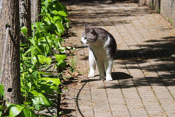 タンタル　唸る