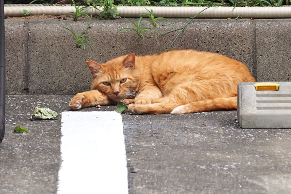 駐車場に居た　ルーカス