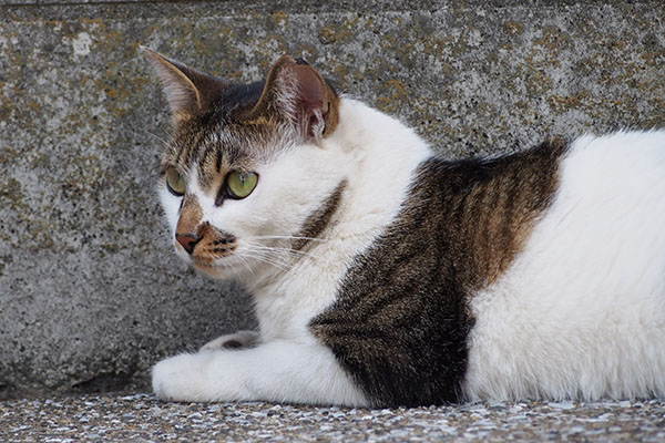 セイ　ひとりでも平気にゃ