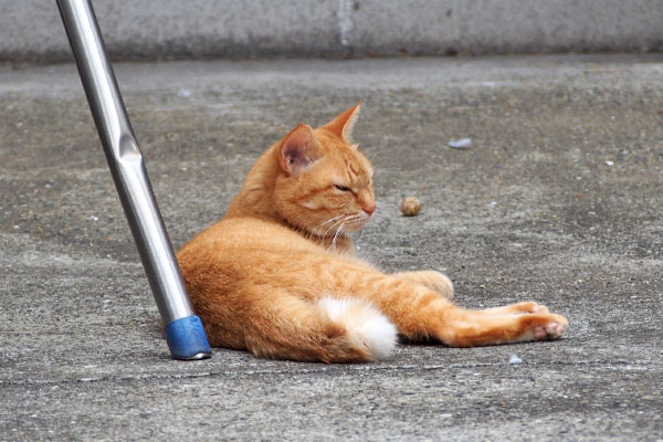 ソラちゃん　シブシブな顔