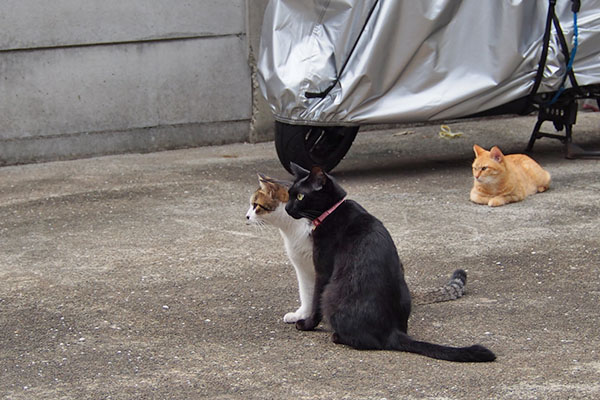 道路を見てる　３にゃん