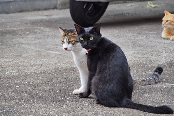 並ぶ　モノタとコルビ