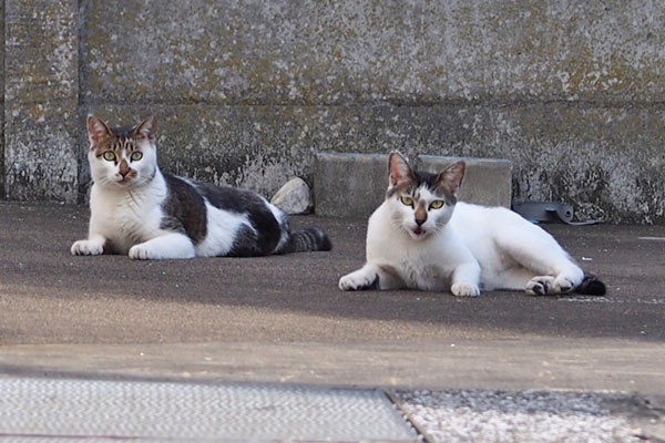 はい気付いたセイ