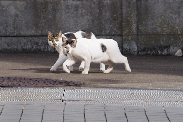 同じ動き　セイとしろまる