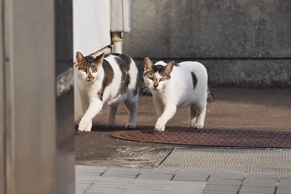 shiromaru and sei walking