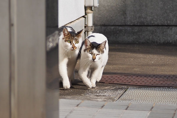 近い近い　セイとしろまる