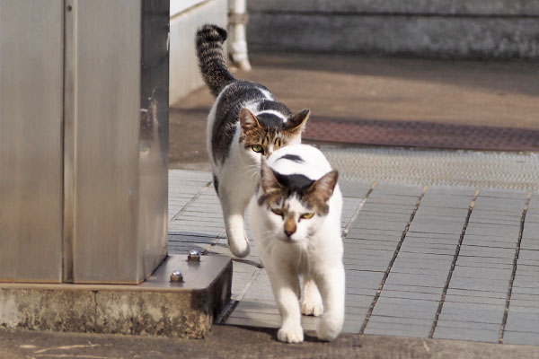 出て来た　セイとしろまる