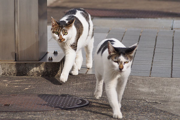 しろまる　小走り