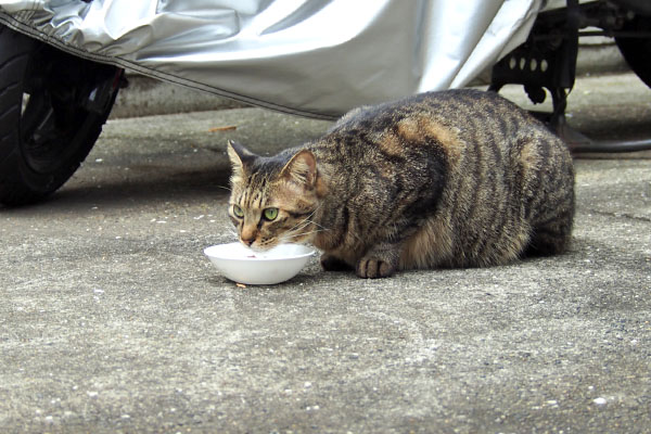 食べながら警戒　シマヲ