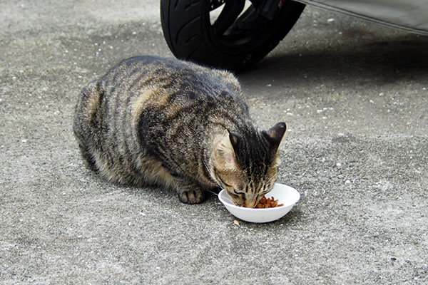 食べてる　シマヲ