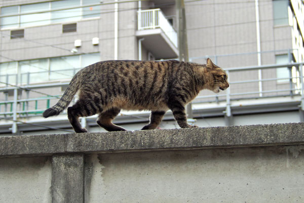 シマヲ　移動