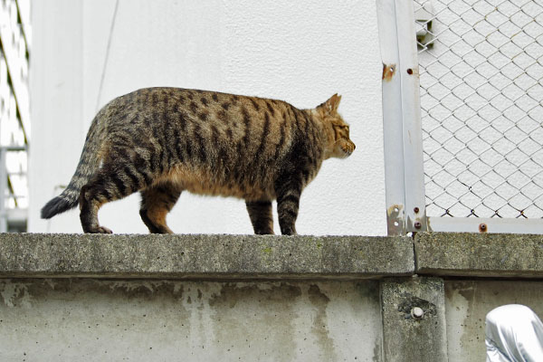 シマヲ　安全確認