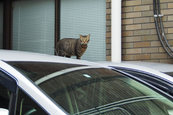 裏路地に再び　シマヲ