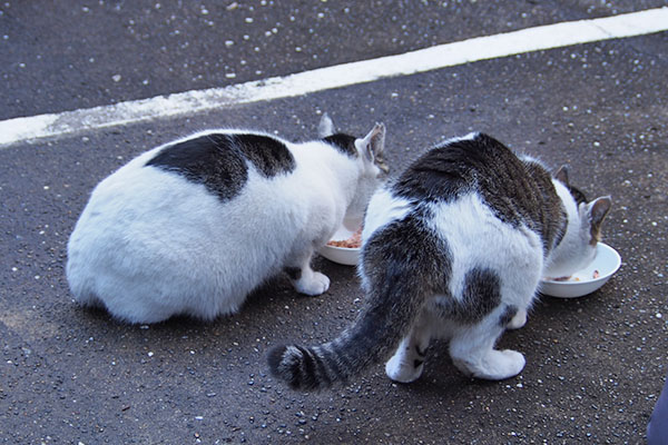 並んで食べるセイとしろまる