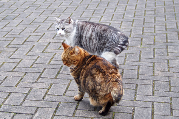 何か気になるクロムとクラタン