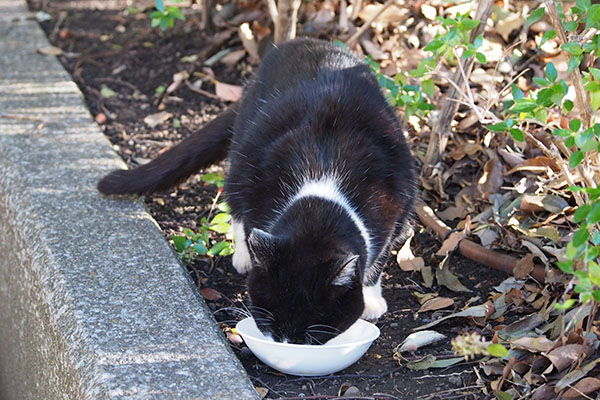 ポチ　食べる