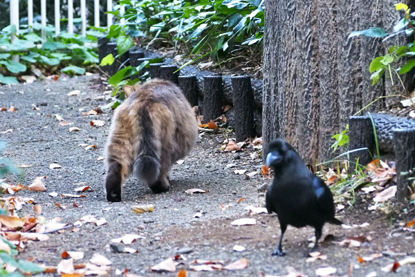 メレンゲ　カラス登場