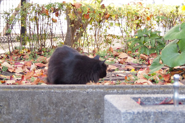 モフネ　誰か来たにゃ