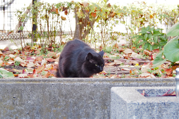 モフネ　食べきったにゃ