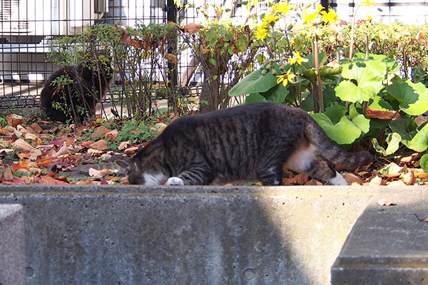 モフネすまぬ食べきったにゃ