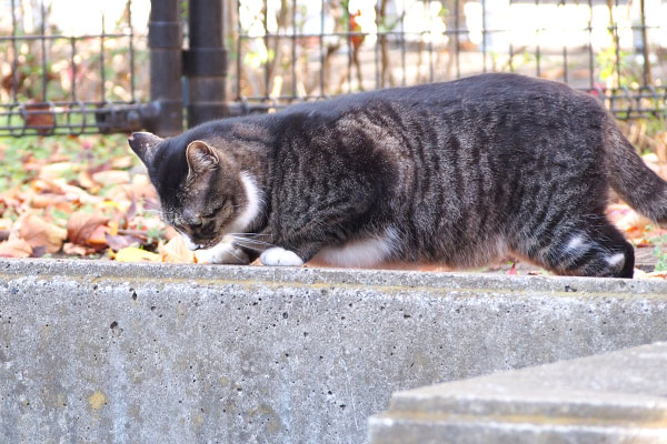 ここに良い匂いが　アシメ