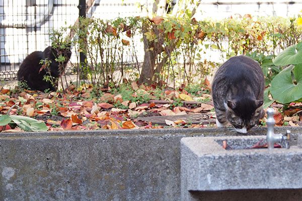 アシメ　諦めた