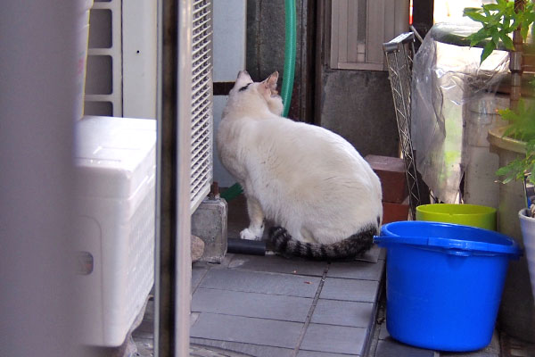 何かきになったか　オーロラ