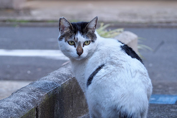 しろまる　ボクは食べたにゃ