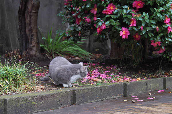 リンクス　サザンカ横