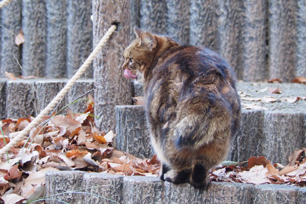 上に　ぺろん　クラタン