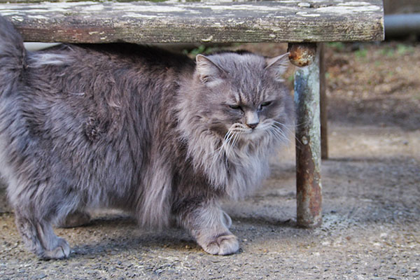 mafu under the old bench