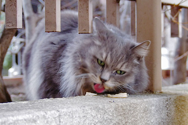 マフ　食べにくそうな場所で