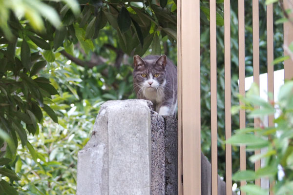 レックス　見てます