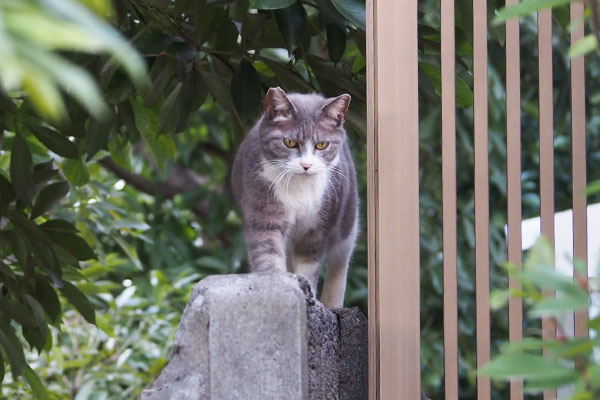 今下ります　レックス