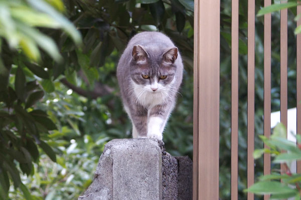 着地点を見つめて　レックス