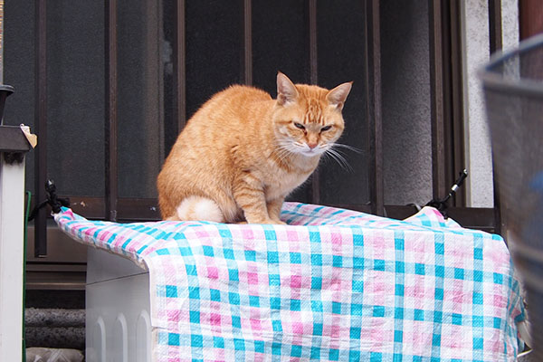 ソラちゃん　定位置へ