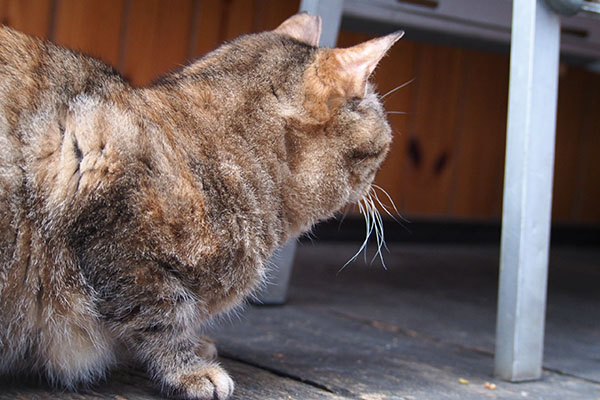 ヴェルデ　毛もふわふわ