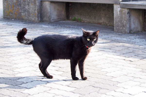 こっちを見る　モノタ