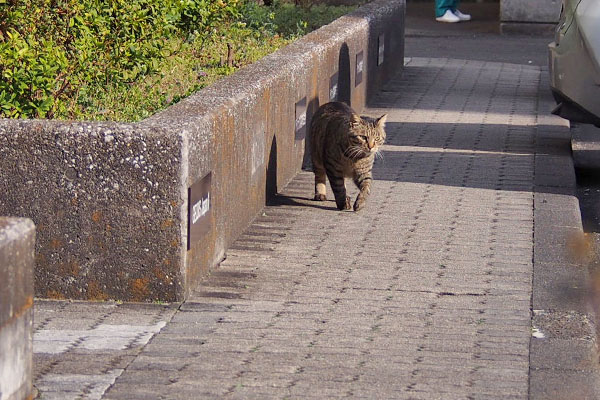 ゆっくり来る　シマヲ