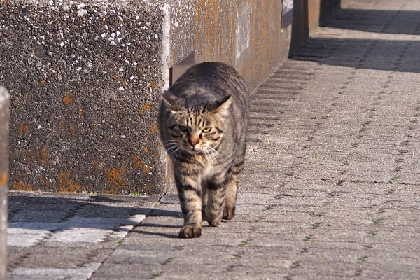 ずんずん　シマヲ