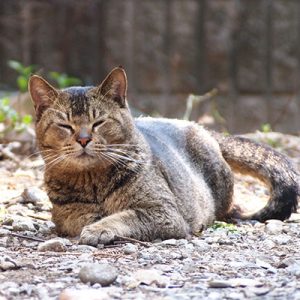 入っては来んにゃろ　アビ